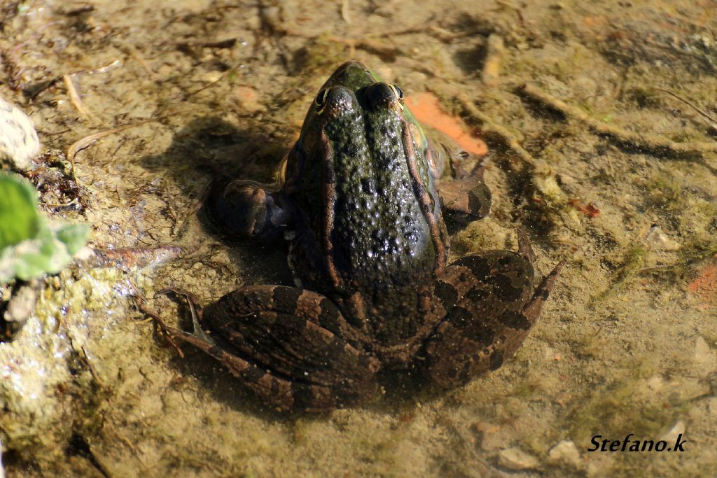 Da Identificare! Pelophylax ridibundus? (prov. Trieste)